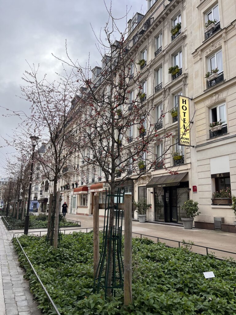 建物の手前にあるつぼみが開きかけている木